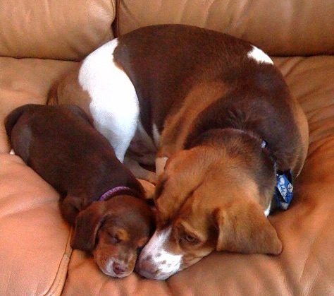 As a pup with Hunter